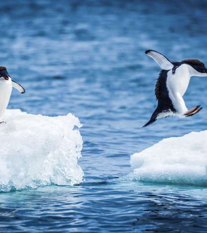 Iceberg Adelie Penguins Playing, Antarctica