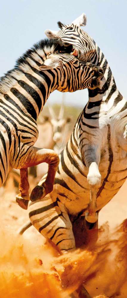 Zebras Fighting, Etosha National Park, Namibia