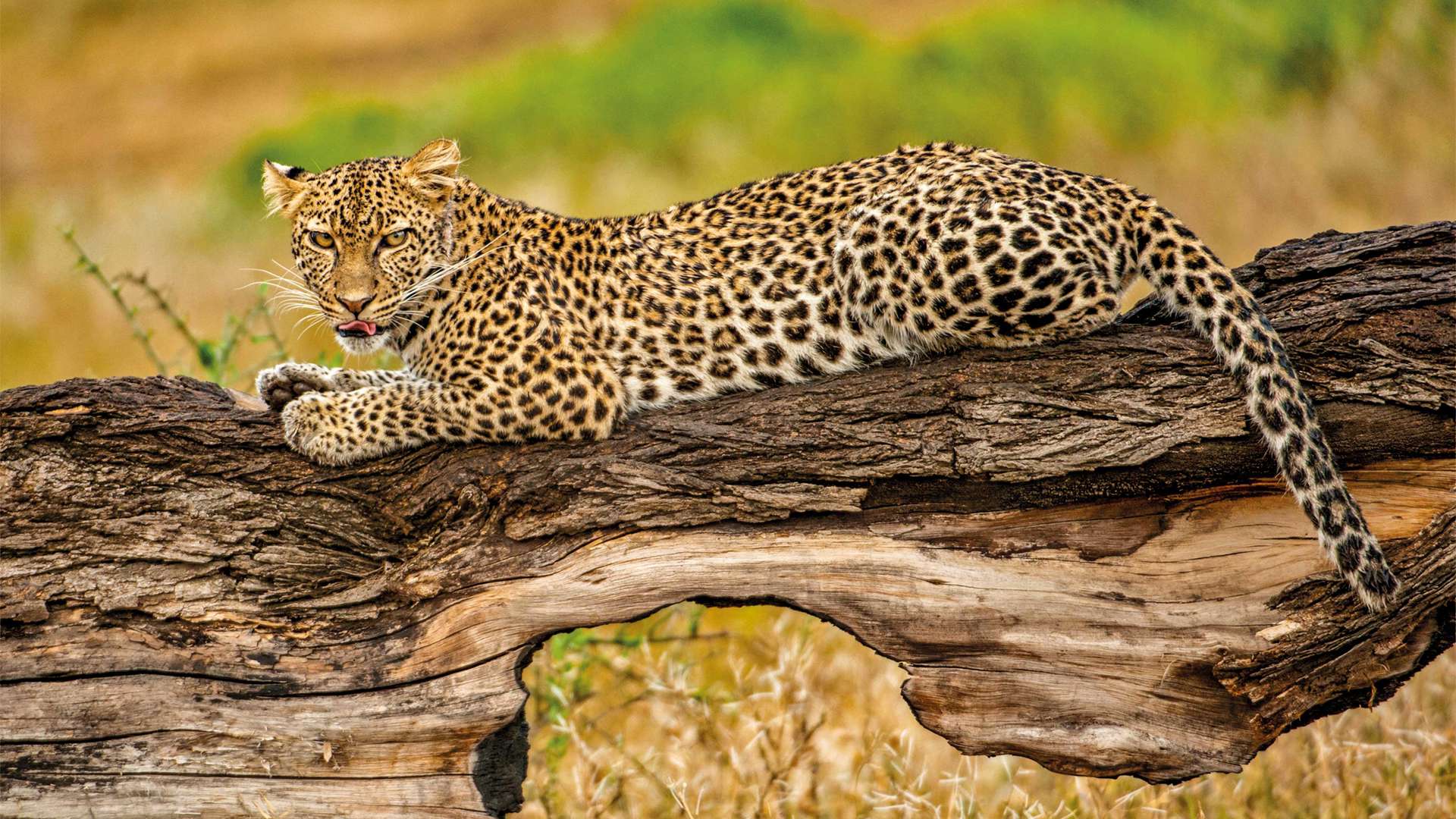 Leopard In Tree, Botswana