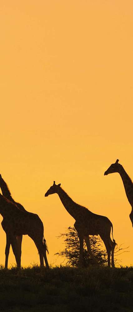 Giraffes at Sunset, Kenya 