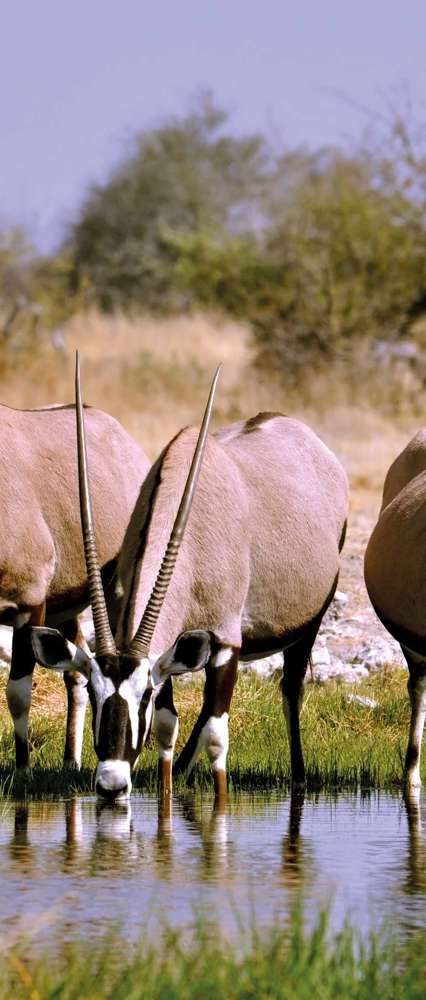 Oryx Gemsbok, Etosha National Park, Namibia