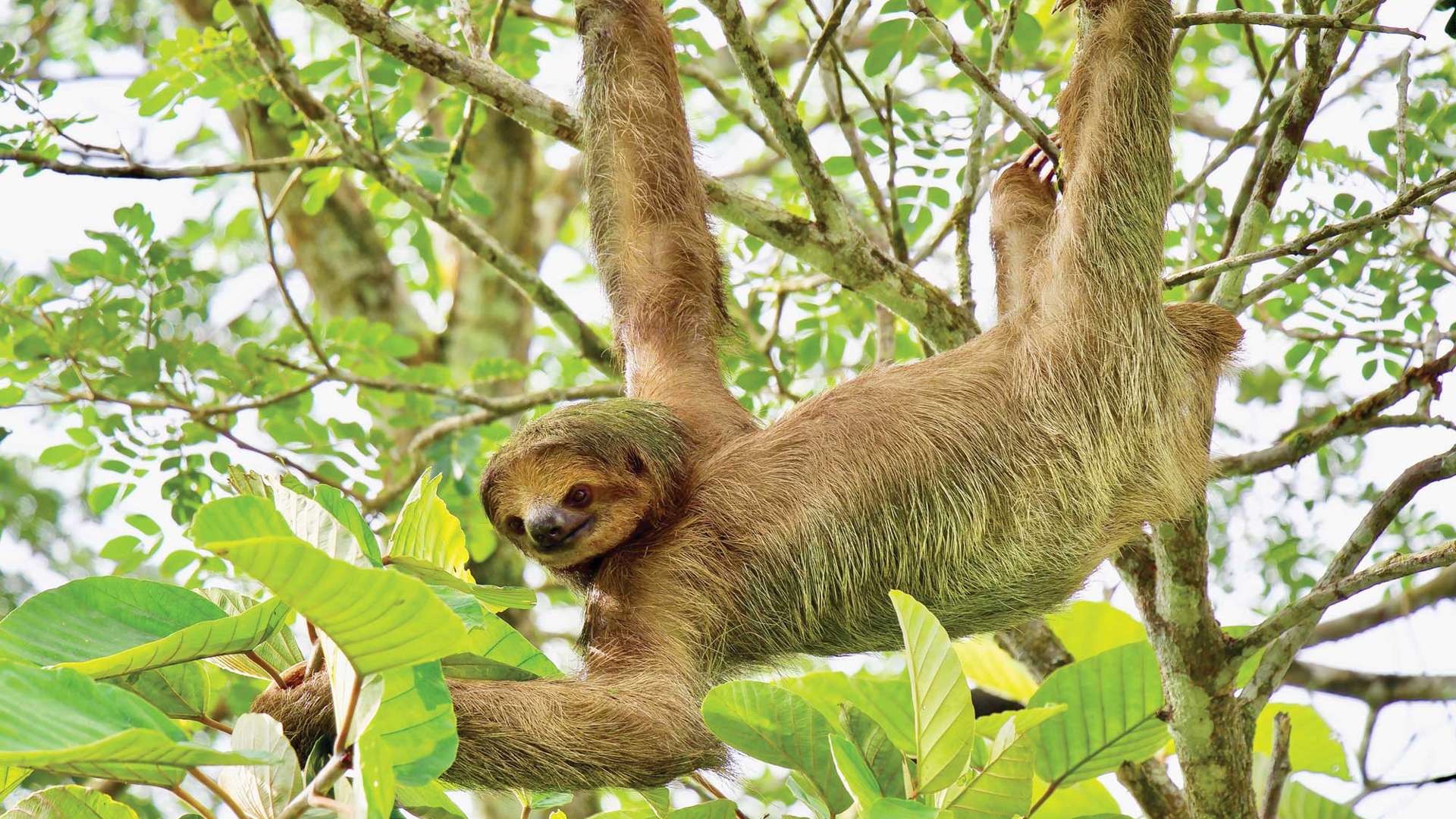 Sloth, Costa Rica