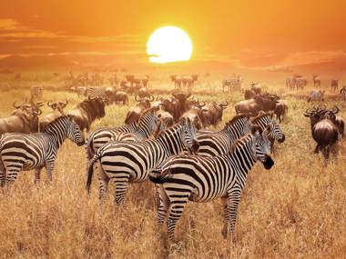 Serengeti and The Great Migration