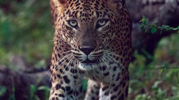 Leopard, Yala National Park, Sri Lanka