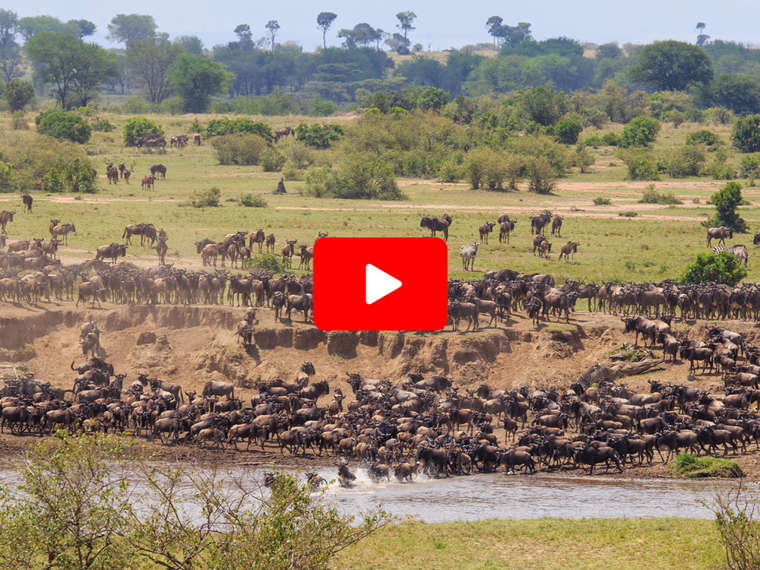 Serengeti & The Secret Migration