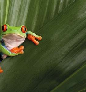 Red Eyed Tree Frog, Costa Rica