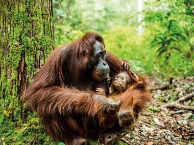 Wild Borneo