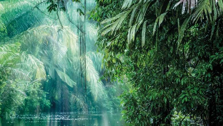 Rainforest, Tortuguero National Park, Costa Rica